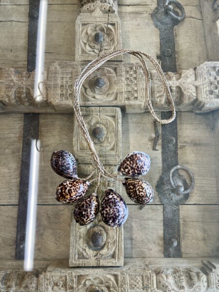 Embrase six gros coquillages