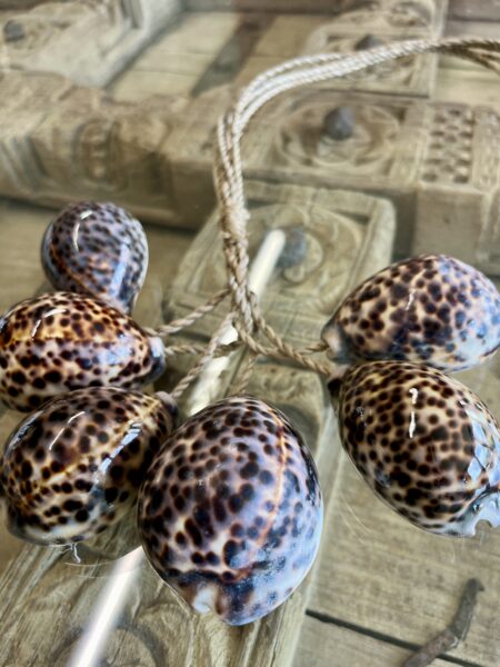 Embrase six gros coquillages