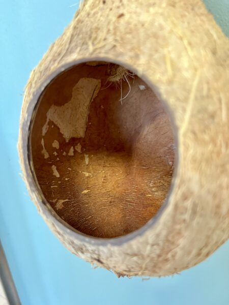 Nid oiseau coco