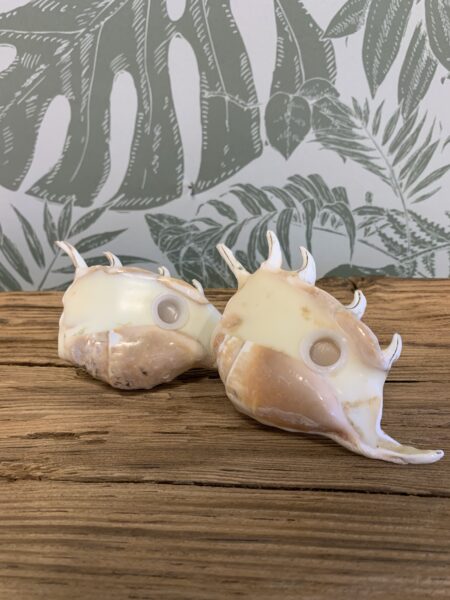 Duo sel & poivre coquillages – Image 10