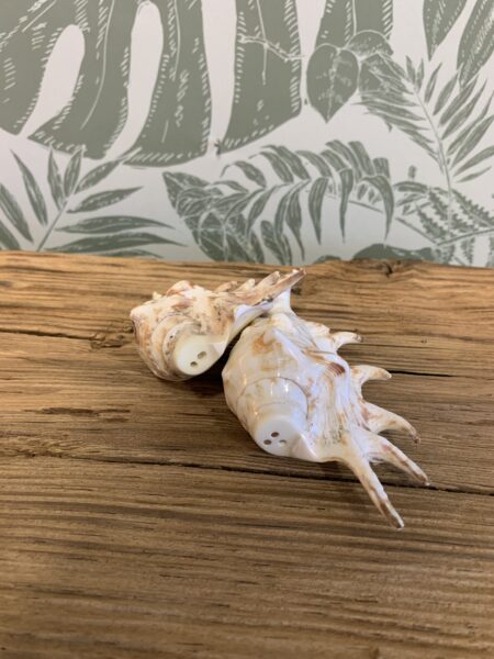 Duo sel & poivre coquillages – Image 8