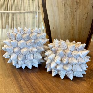 Bougeoir en coquillages pointus de Bali