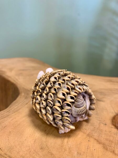 Hérisson en coquillages de Bali